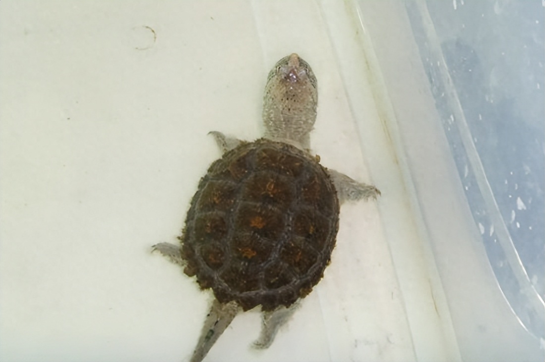 10大智商最高的龟都有哪些（附：最有灵性的龟排名）