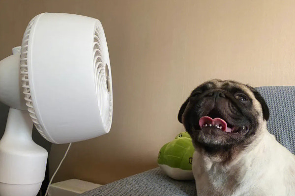 给狗狗降温去暑的方法有哪些(附：狗很怕热的)