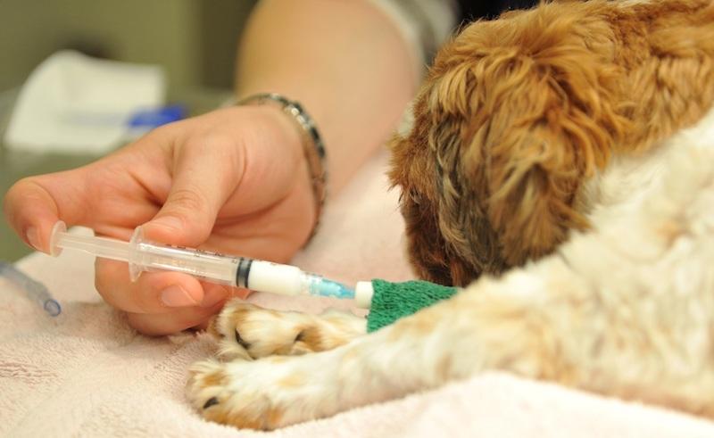 让狗狗不受罪的死法的药除了安乐死（在家怎么给狗狗安乐）