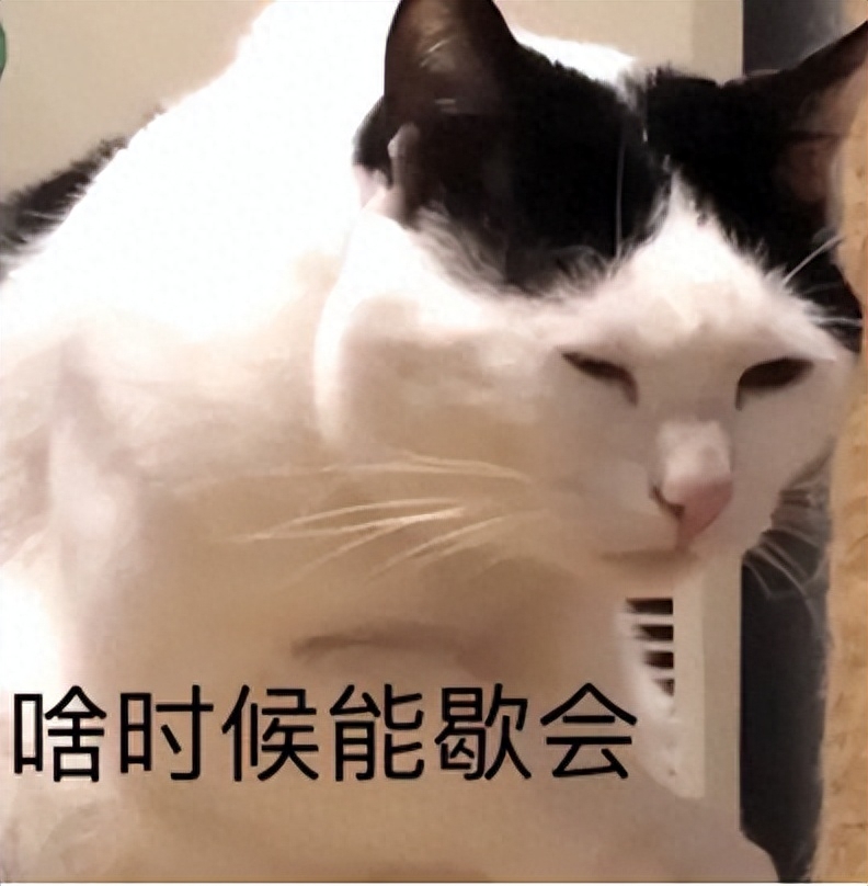 大脸猫如何养成(附：猫发腮攻略手把手教你养“大脸猫”)