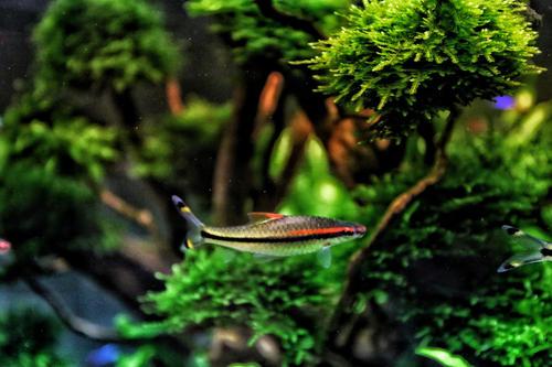 草缸十大首选鱼虾混养的有哪些（草缸点缀推荐蜜蜂角螺和彩蛋螺）