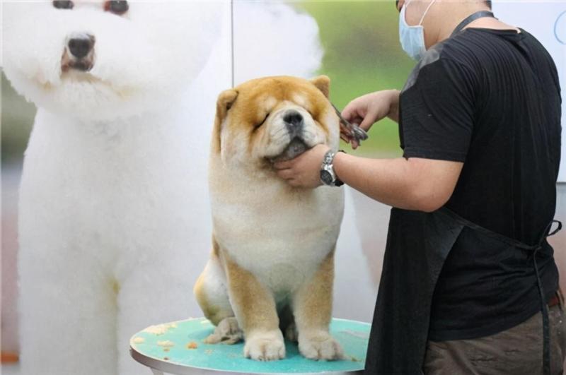 狗的生活特征和生活方式（详解：狗的特征属性是什么）