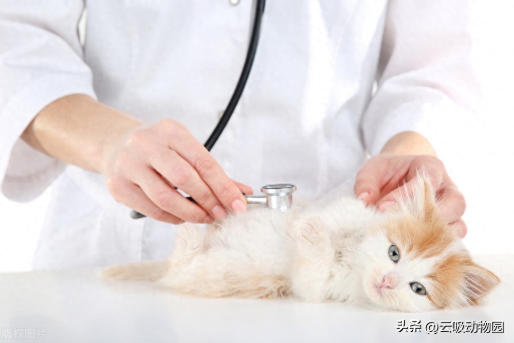 猫咪突然不活泼了无精打采（盘点你不知道的猫咪冷知识）