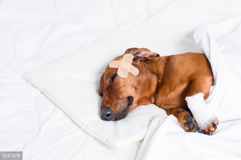 狗狗头部受损5大征兆（狗狗脑部神经受损表现能自行恢复吗）