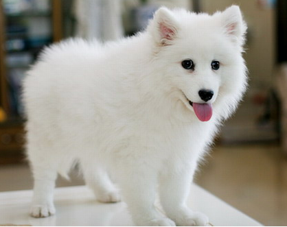 银狐狗一只最少多少元（银狐犬吃什么狗粮比较好）