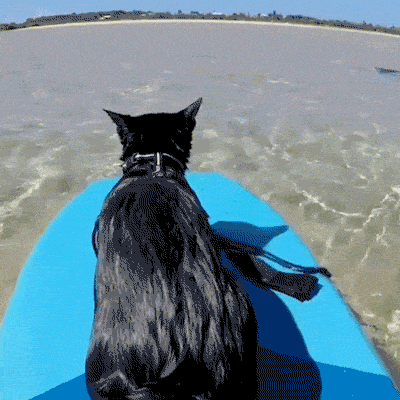 一只奶牛猫幼崽约20-200元（长毛黑白奶牛猫多少钱一只）