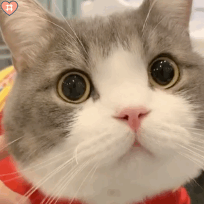 大脸猫如何养成