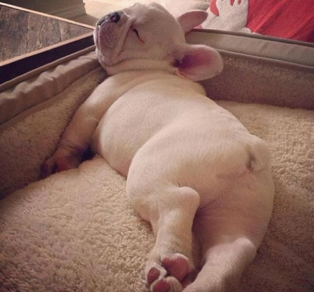 阿富汗猎犬多少钱一只（附：10万元以上的狗）