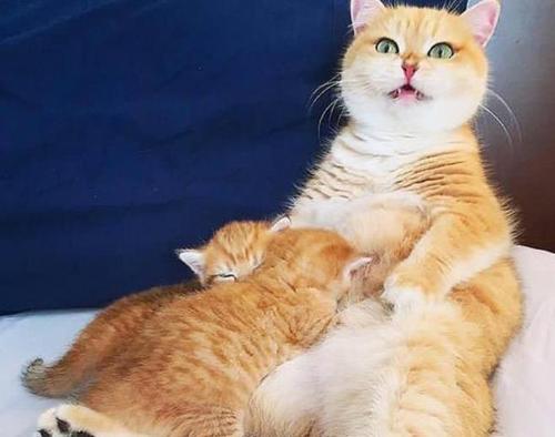 养公猫省心还是母猫省心好呢（公猫和母猫谁最忠诚）