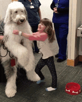 阿富汗猎犬多少钱一只（附：10万元以上的狗）