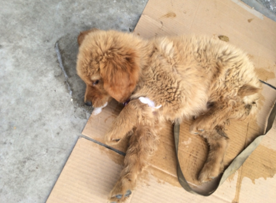 狗狗头部受损5大征兆（狗狗脑部神经受损表现能自行恢复吗）