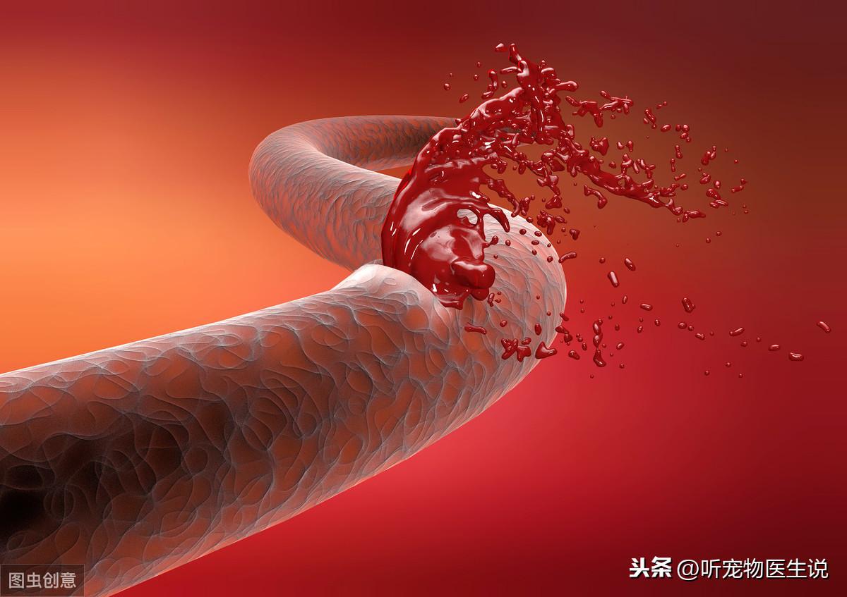 狗狗头部受损5大征兆（狗狗脑部神经受损表现能自行恢复吗）