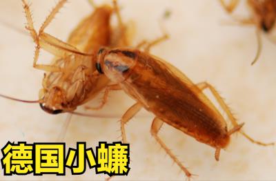 家中常见的蟑螂图解（家里突然有蟑螂怎么回事）