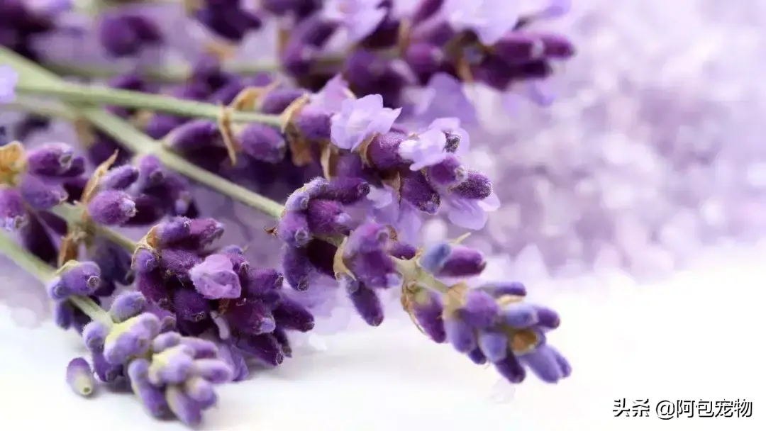 猫最怕气味排名第一且长期有效（怎么彻底驱赶野猫让它不再来）