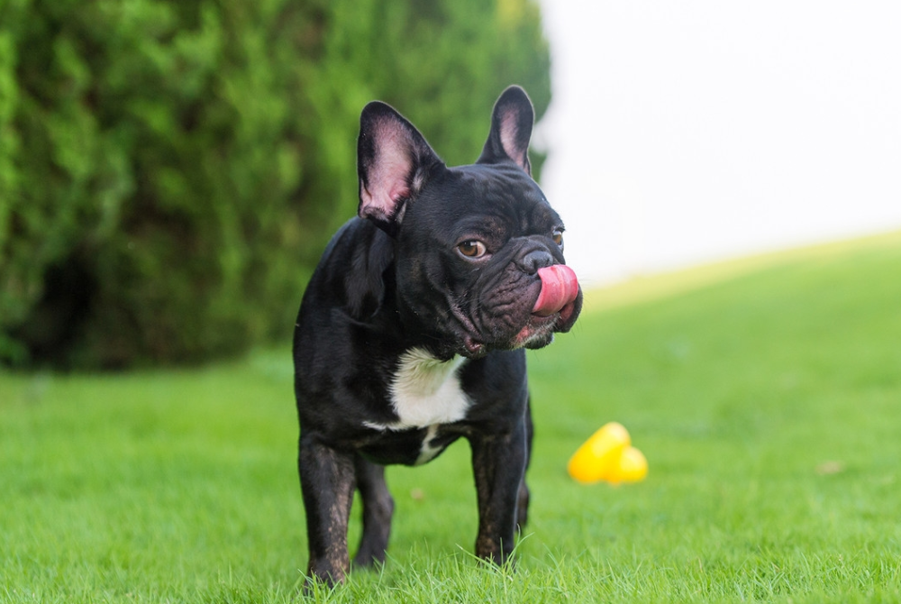 斗牛犬图片（物种百科：法国斗牛犬）