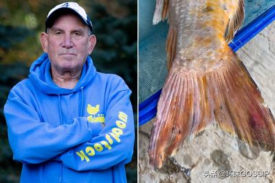 锦鲤鱼越来越瘦怎么回事（美国大叔养锦鲤怎么这么难）