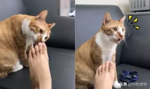 猫最怕气味排名第一且长期有效（怎么彻底驱赶野猫让它不再来）