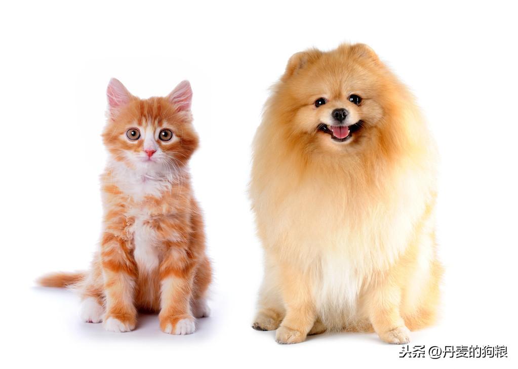 狗狗谁喂他就是主人吗为什么及图片(怎样安抚狗狗到新环境)