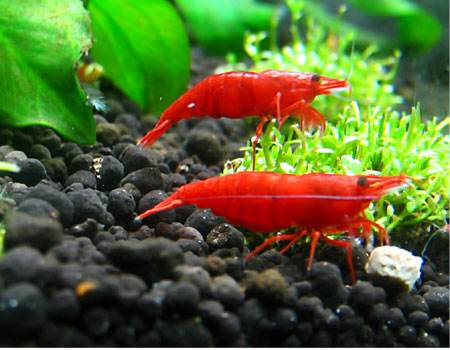 草缸十大首选鱼虾混养的有哪些（草缸点缀推荐蜜蜂角螺和彩蛋螺）