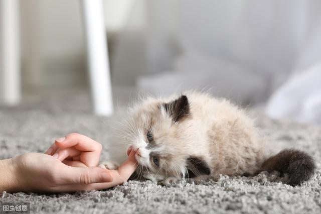 猫流黄鼻涕是什么原因(猫流黄鼻涕是怎么回事)