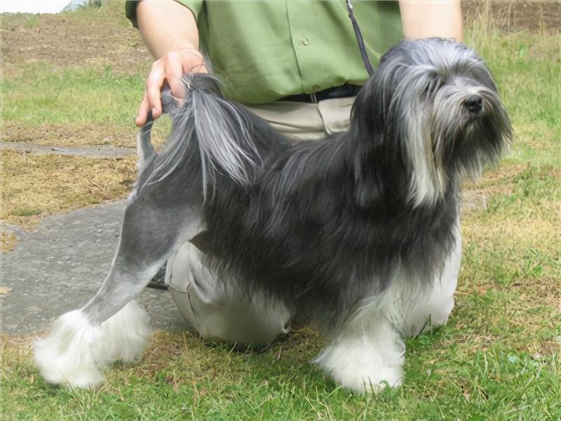 阿富汗猎犬多少钱一只（附：10万元以上的狗）