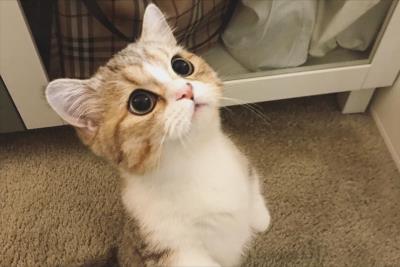 豆腐猫砂与膨润土猫砂的对比（猫砂6l等于多少斤）