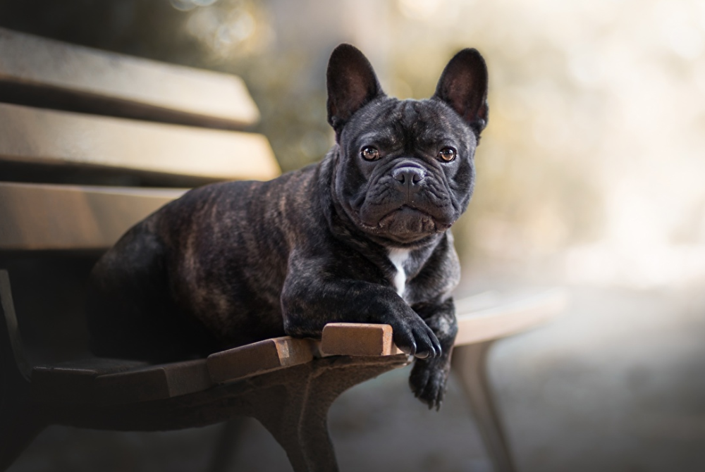 斗牛犬图片（物种百科：法国斗牛犬）