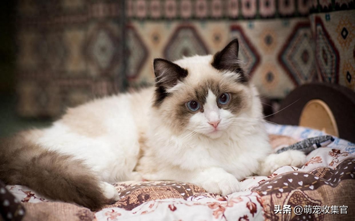 高铁托运一只猫多少钱（附：教你这四种方式过年带宠物回家）