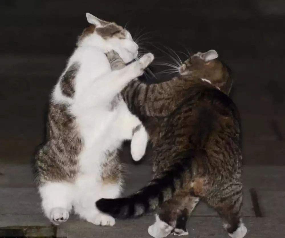 30天的小猫可以送人吗（附：不要随把猫送人它们会很伤心的）