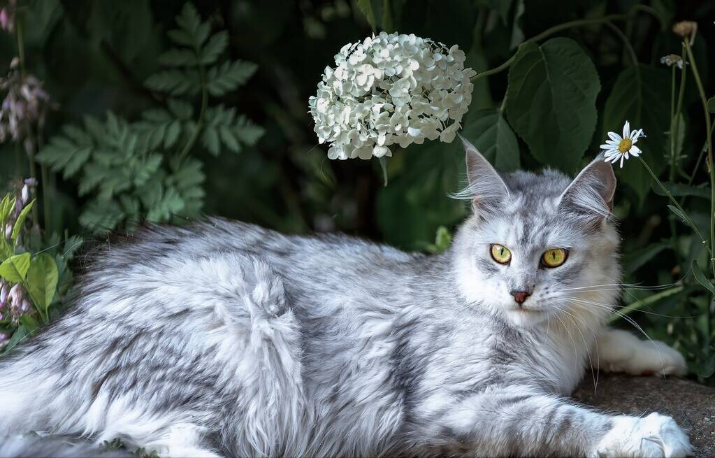 一只奶牛猫幼崽约20-200元（长毛黑白奶牛猫多少钱一只）