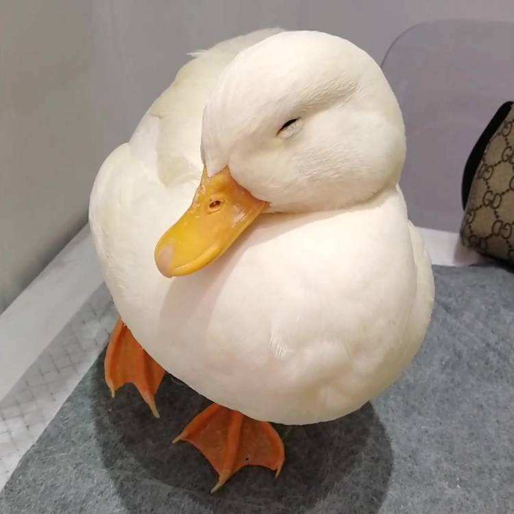 可达鸭幼崽价格最高可达上万一只（2024年养一只活可达鸭多少钱）