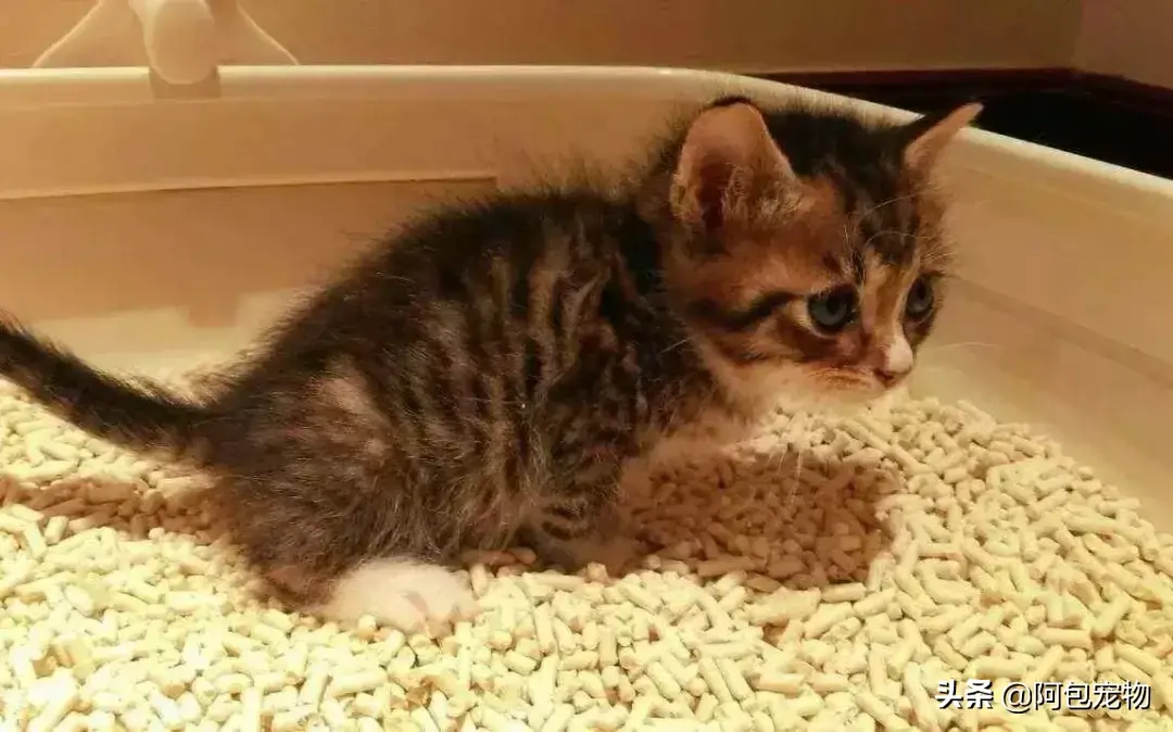 猫最怕气味排名第一且长期有效（怎么彻底驱赶野猫让它不再来）