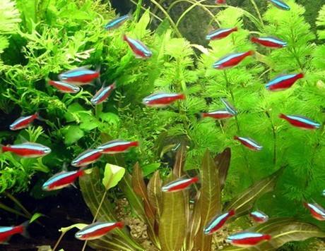 草缸十大首选鱼虾混养的有哪些（草缸点缀推荐蜜蜂角螺和彩蛋螺）