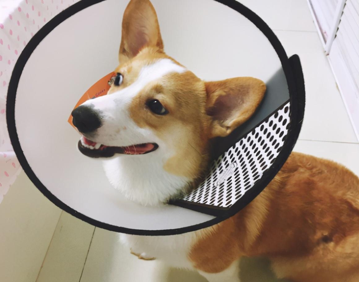 宠物生病了没钱治怎么办（宠物医院的套路连莆田系看了都流泪）