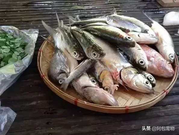 猫最怕气味排名第一且长期有效（怎么彻底驱赶野猫让它不再来）