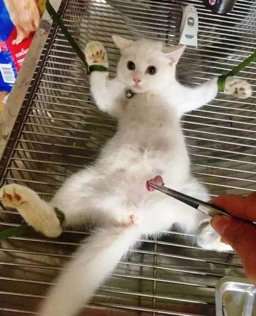 养公猫省心还是母猫省心好呢（公猫和母猫谁最忠诚）