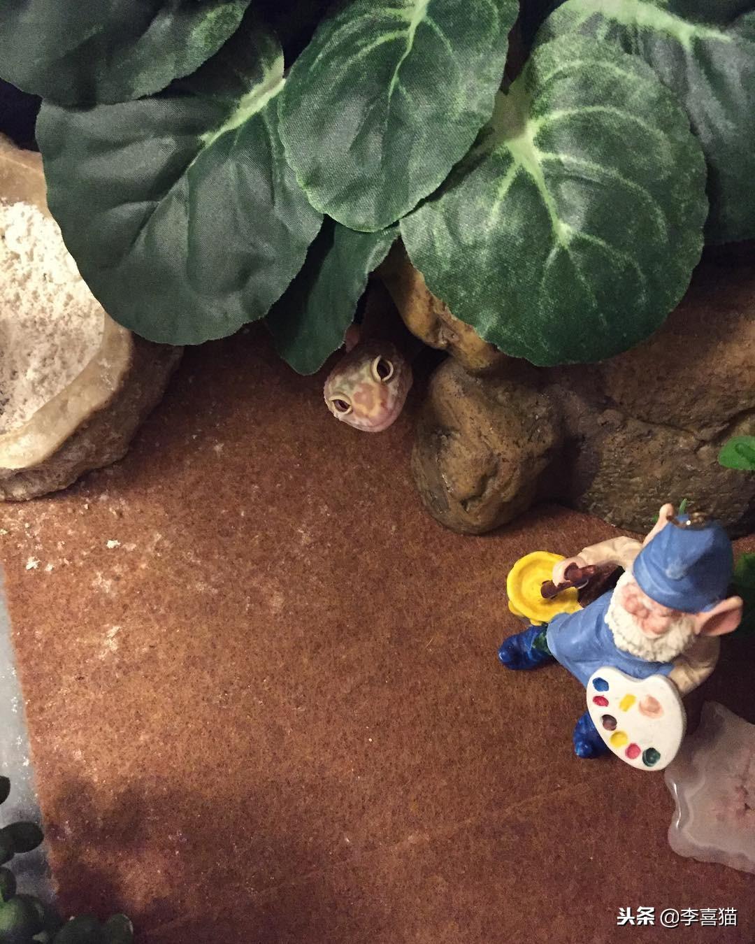 适合家养的干净宠物推荐（好养不麻烦的宠物有哪些）