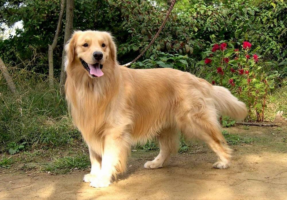 便宜的宠物狗都有哪些（详解：8大便宜且好养的狗）