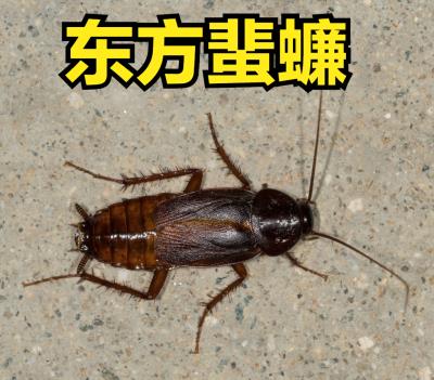 家中常见的蟑螂图解（家里突然有蟑螂怎么回事）
