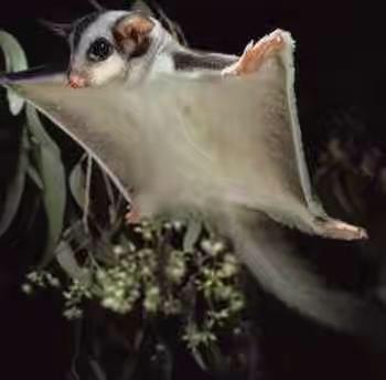 母蜜袋鼯约50-100元一只（蜜袋鼯多少钱一只在哪能买到）