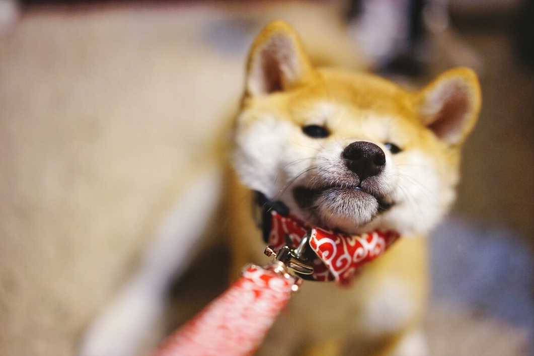 狗养多久才对人有感情（狗狗基本上到4~6个月就会认主人）