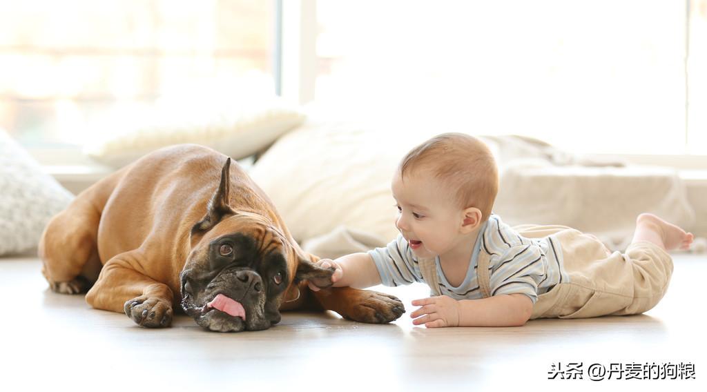 狗狗谁喂他就是主人吗为什么及图片(怎样安抚狗狗到新环境)