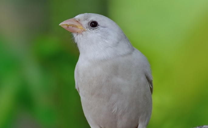 买鸟去哪个网站