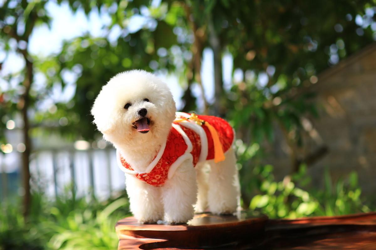 卷毛狗的品种（纯比熊犬图片及价格）