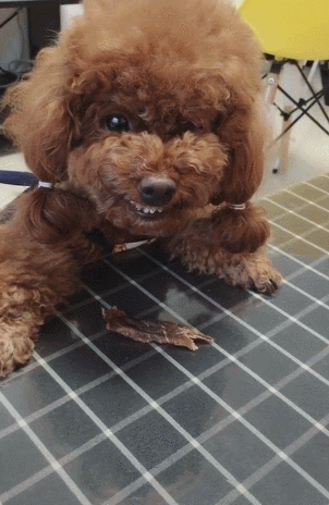 六种打架最厉害的狗（会打架的狗品种有哪些）