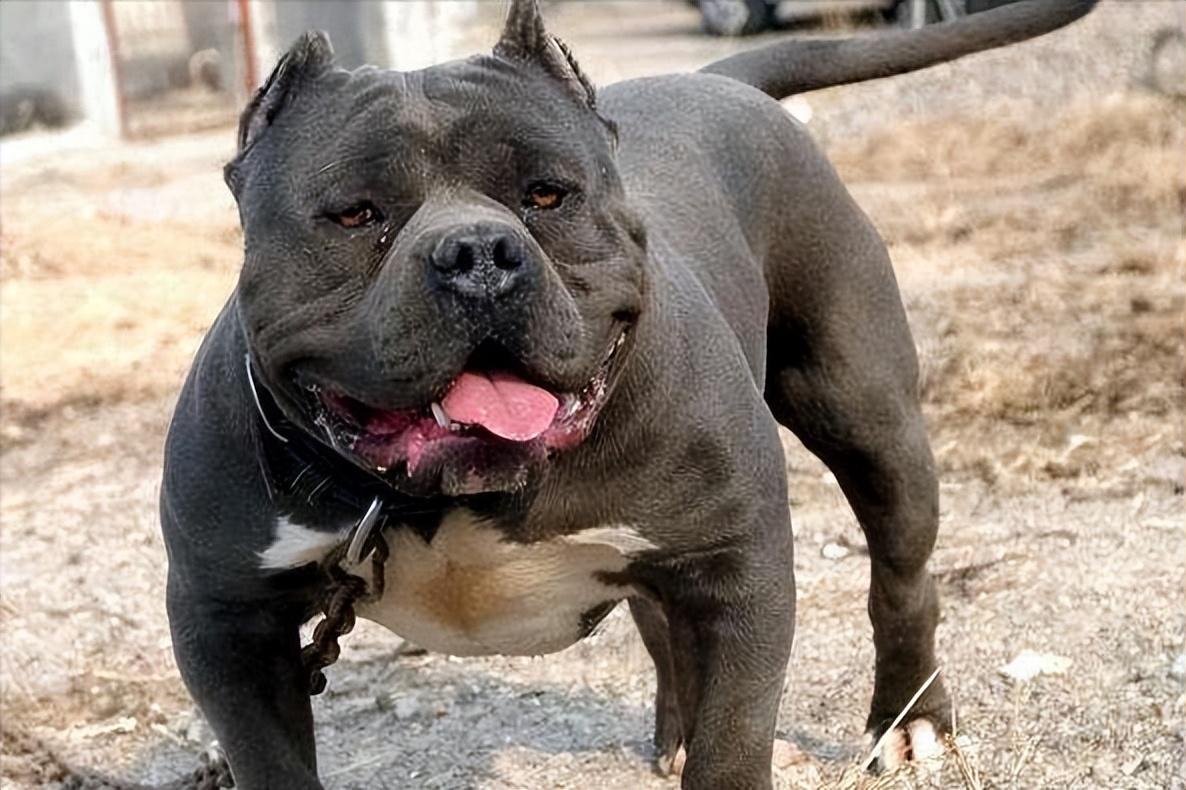 六种打架最厉害的狗（会打架的狗品种有哪些）