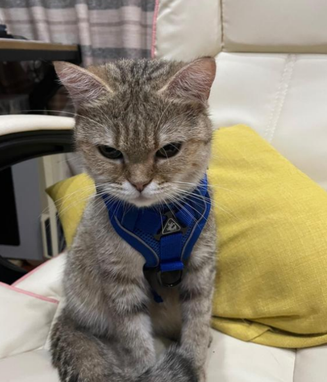 猫传腹准备没的症状