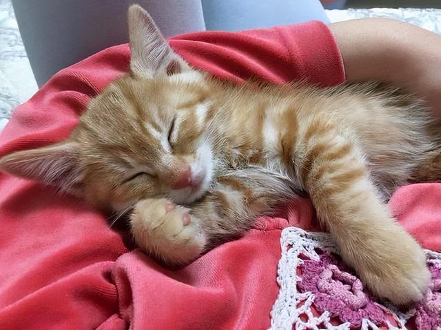 猫和人一起睡的危害(猫和人一起睡有危害吗)