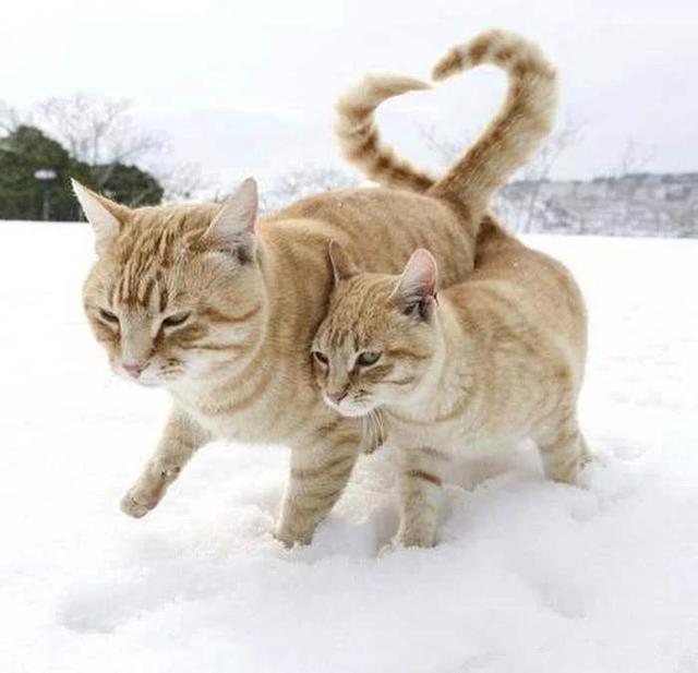 养公猫省心还是母猫省心好呢（公猫和母猫谁最忠诚）