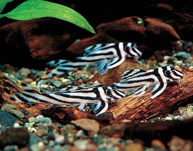 鱼养几条最吉利最旺财（附：风水鱼不要随便养！）